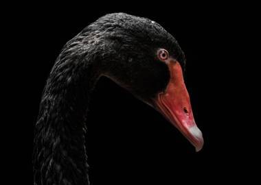 «Чёрный лебедь»: ключевые идеи бестселлера Нассима Талеба