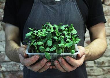 Посеешь семя, пожнёшь бизнес: как заработать на микрозелени