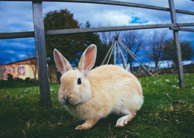 Занимательное кролиководство: как автоматизация позволила упорядочить разведение ушастых