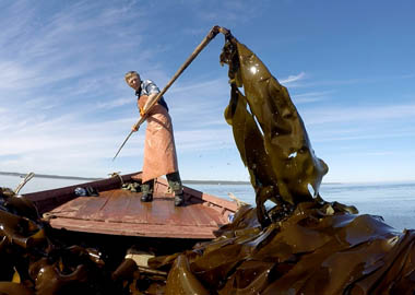 Бизнес со дна морского: как в Архангельске зарабатывают на водорослях Белого моря