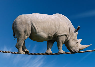 Гнуть свою линию: почему адаптивность бизнеса вредит его устойчивости