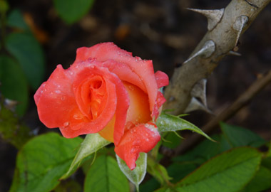 Шипы и розы: как вынужденно трансформировалась в кризис сеть цветочных салонов