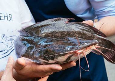 Африканский сом из Подмосковья: как заработать на выращивании необычной рыбы