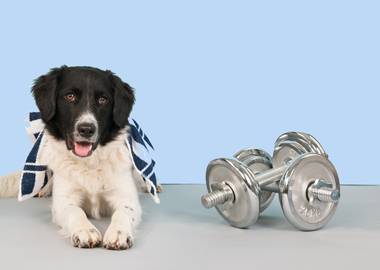 Перспективная бизнес-идея: фитнес-зал для собак