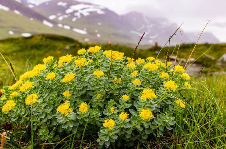 Родиола розовая