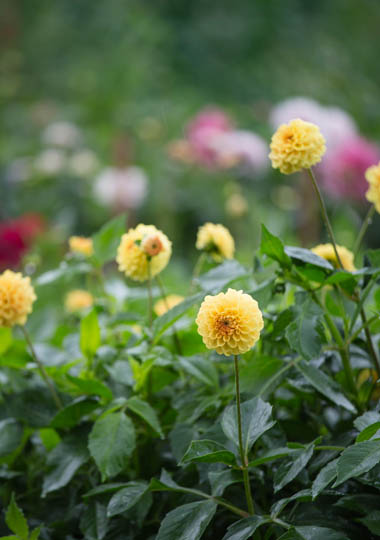 Цветочная ферма Flores Del Mar