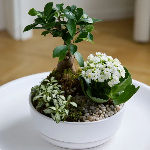 Margoplants