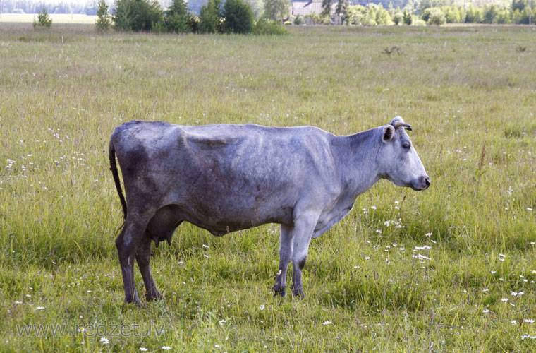 Голубая латвийская корова