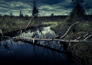 Стабильность – главная ловушка для зрелого бизнеса