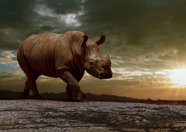 Почему адаптивность бизнеса вредит его устойчивости