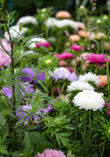 Цветочная ферма Flores Del Mar