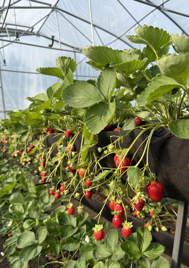 Клубничная ферма Strawberry_44_