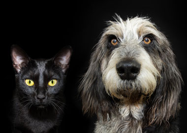 Cat and Dog