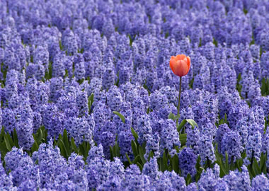 Брендинг в бизнесе Брендинг в бизнесе