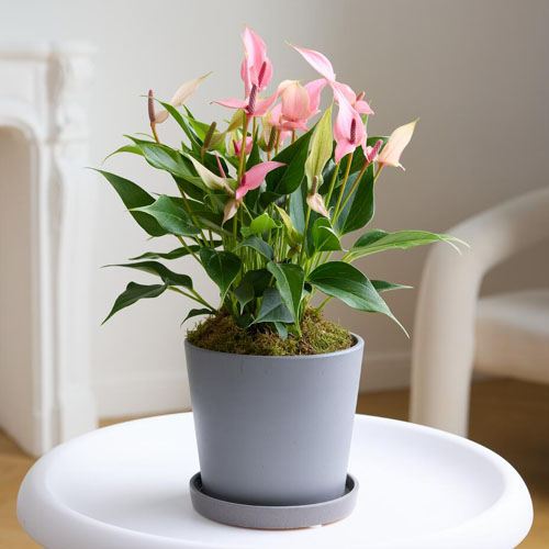 Margoplants