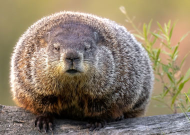 Groundhog