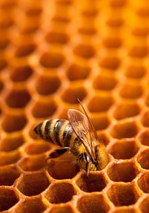Шеринг пчёл и майнинг мёда: как устроена и на чём зарабатывает «облачная» пасека